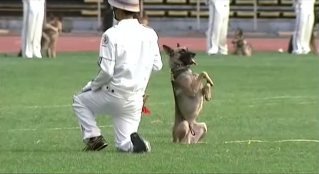 Tävling för polishundar. 